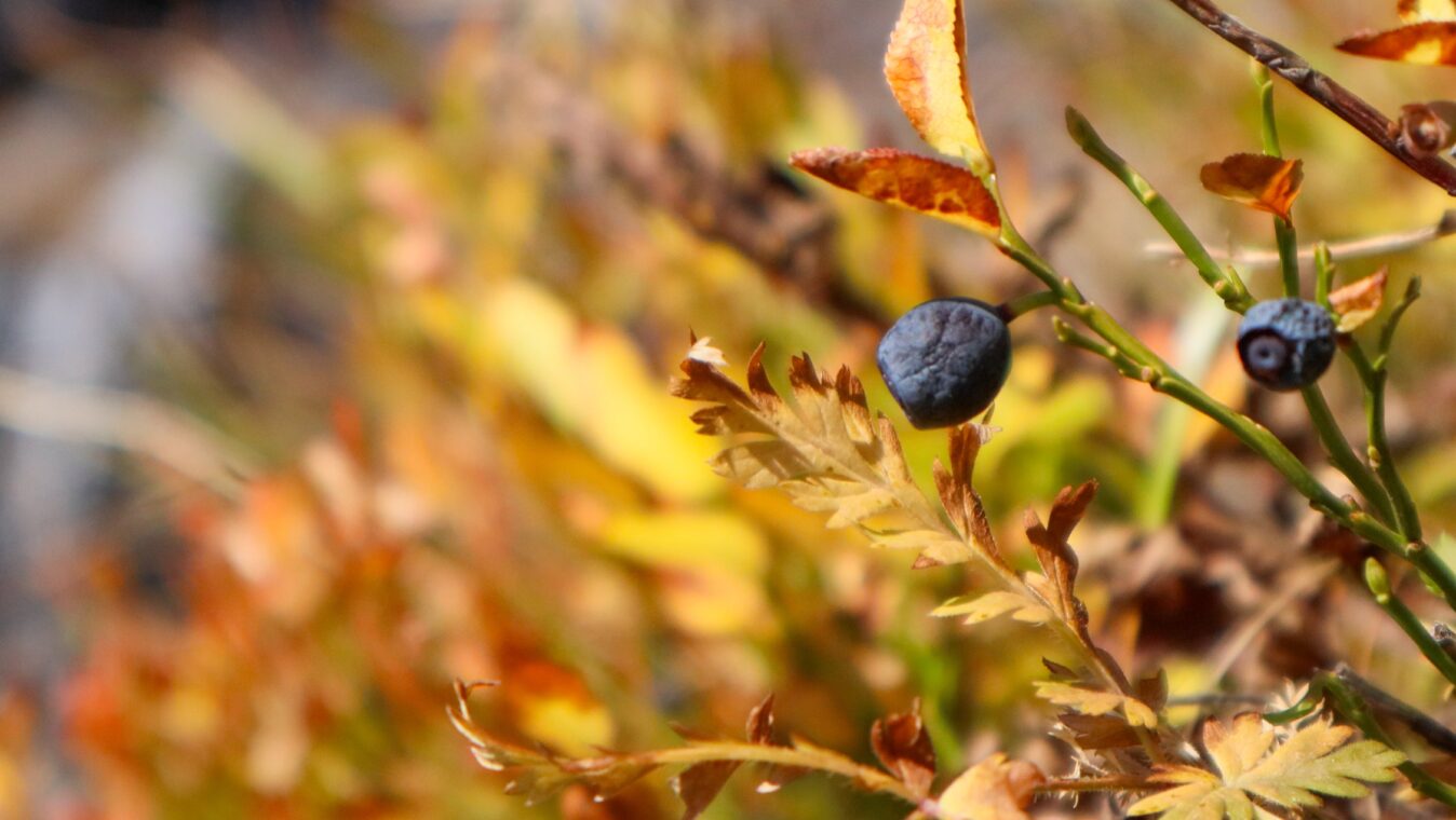 Haute vallée de la Clarée - Rando myrtille - Automne 23 - S.MORATTEL.jpg