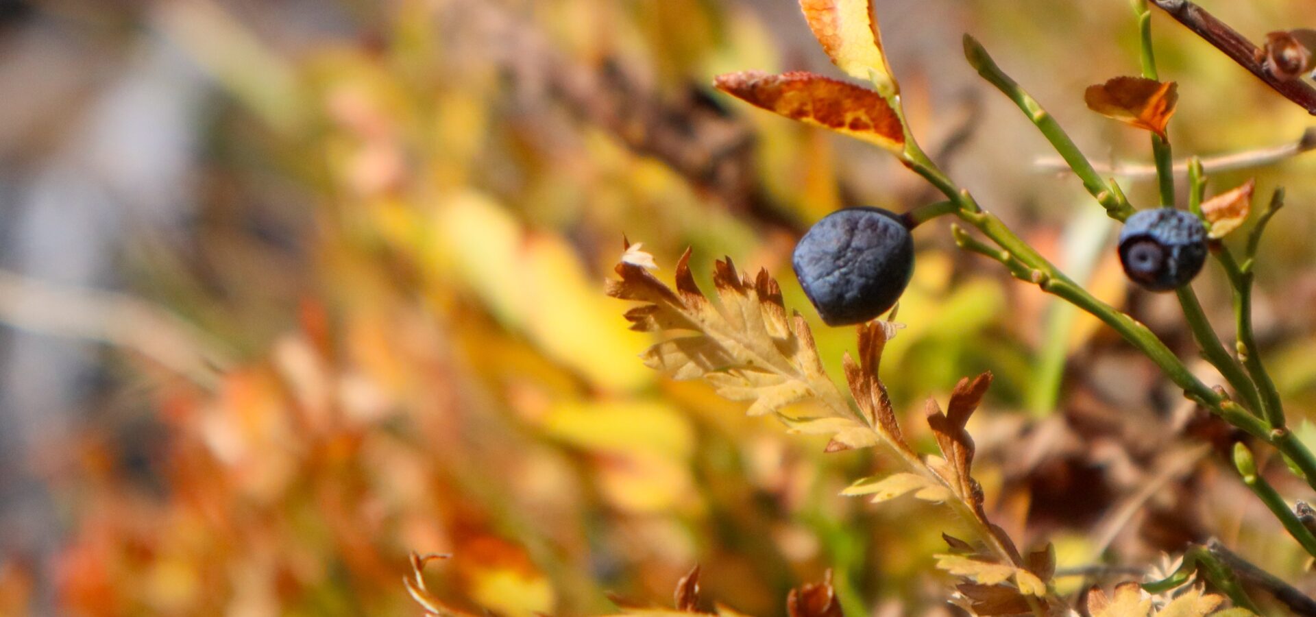 Haute vallée de la Clarée - Rando myrtille - Automne 23 - S.MORATTEL.jpg