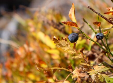 Haute vallée de la Clarée - Rando myrtille - Automne 23 - S.MORATTEL.jpg