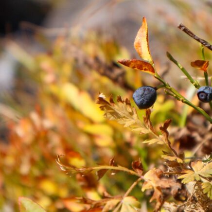 Haute vallée de la Clarée - Rando myrtille - Automne 23 - S.MORATTEL.jpg