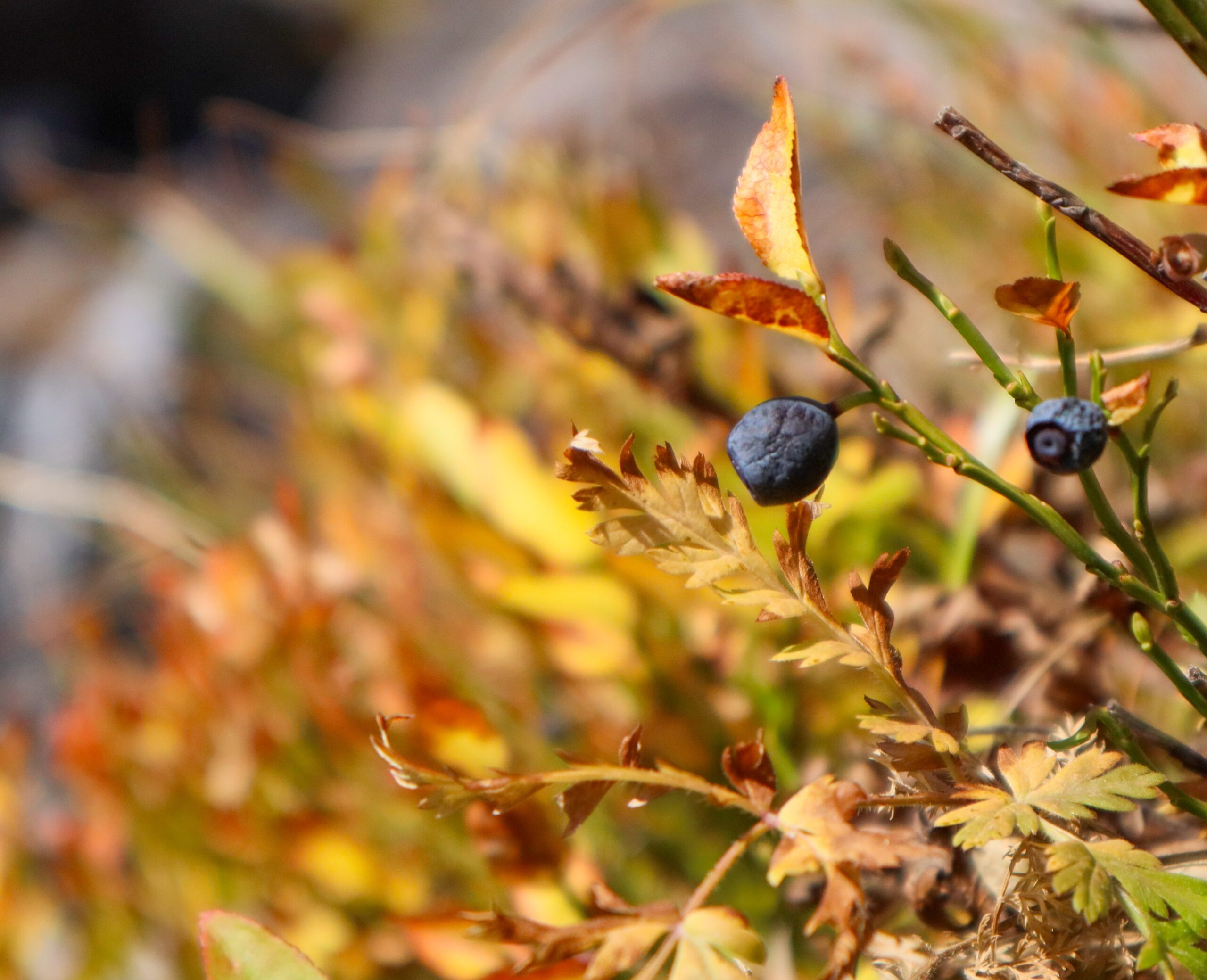 Haute vallée de la Clarée - Rando myrtille - Automne 23 - S.MORATTEL.jpg