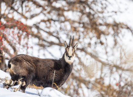 Chamois et neige fraiche au dessus de cervières-27 (1)