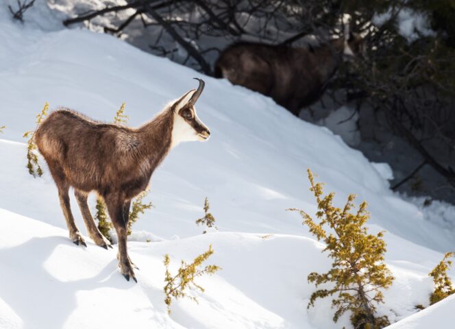 Chamois hiver 2026 Cervières - Thibaut Blais (7)