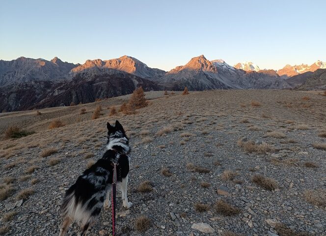 Rando chien Izoard - Laury Chamerlat (1)