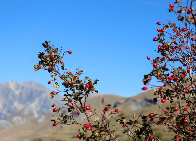 Cynorrhodons, la Grave, automne 2026 © Laury Chamerlat (1)