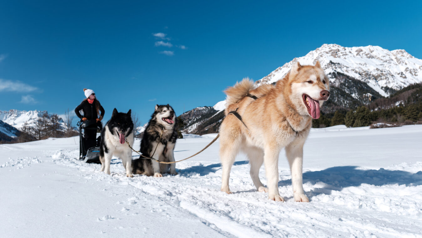 Chien de traineau, névache, hiver - T.Poinas (10)