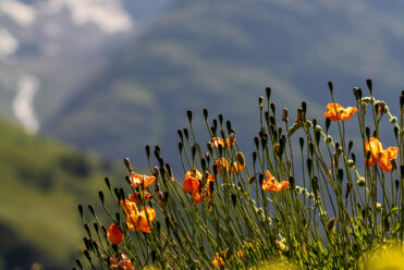 Visite-guidee-jardin-du-lautaret-©Balace-Amandine27