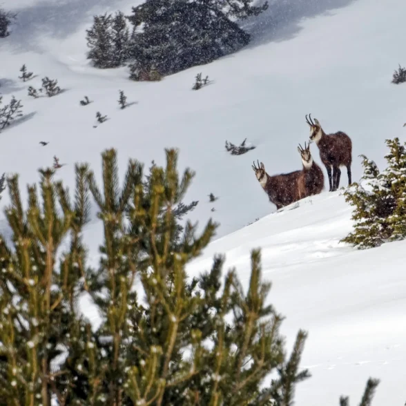 cervieres-chamois-c2a9-michel-ducroux-4-1