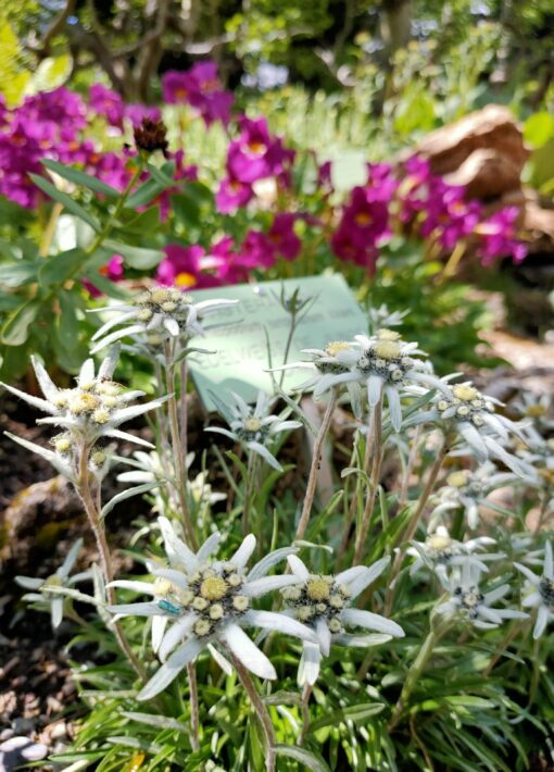 Jardin du Lautaret ©Laury Chamerlat (28)