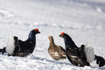 Dominique-GEST-tetras-lyre-1-588x588