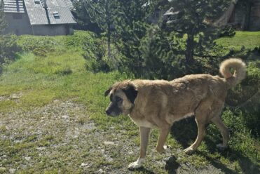 Chiens de protection - S.Morattel