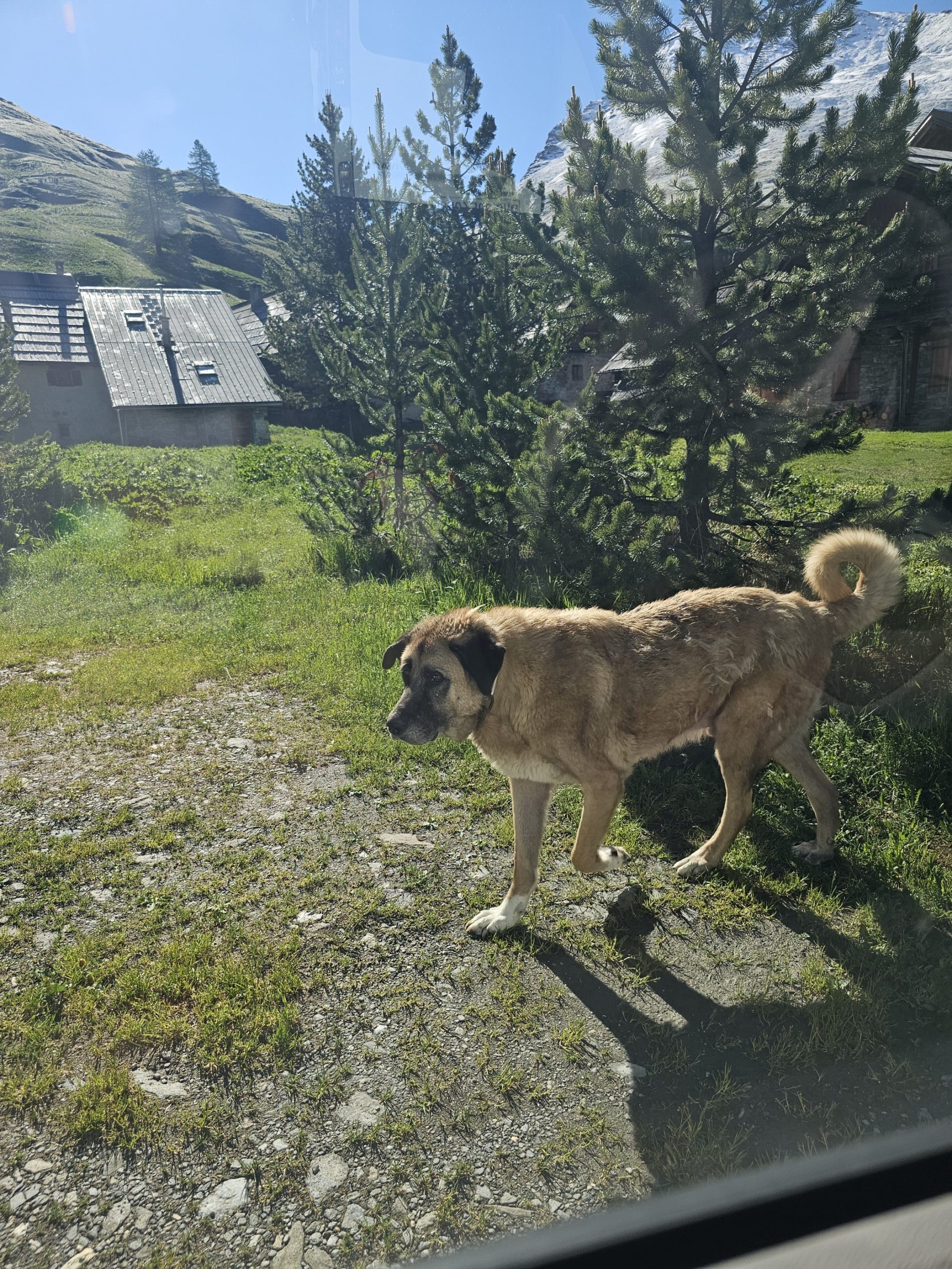 Chiens de protection - S.Morattel