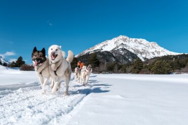 Chien de traineau, névache, hiver - T.Poinas (7)