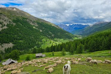 Brebis &amp; Patous - Chardonnet - S.MORATTEL