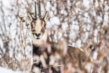 Chamois et neige fraiche au dessus de cervières-23 (1)