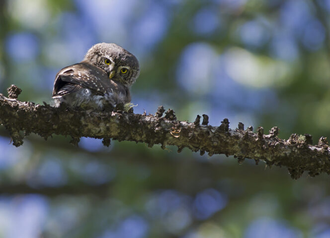 Chevêchette d'Europe ©R. BALESTRA