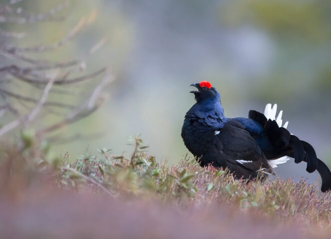 Tétras lyre ©R.BALESTRA