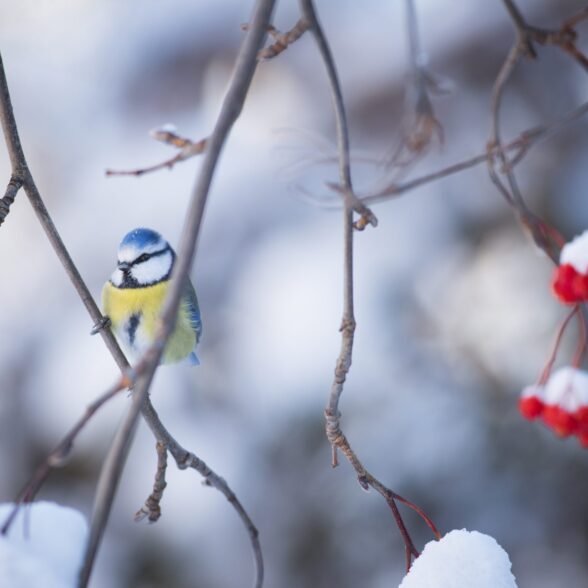 faune mésange a nevache ©Thibaut Blais