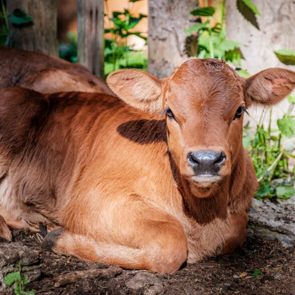Ferme du Lasseron-Vache-Galimey Studio