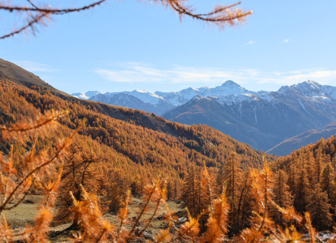 Randonnée col de la Pisse, mélèze, réserve des Partias, Puy-Saint-André, atuomne 2025 - Laury Chamerlat (7)