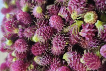 Fleur de meleze - Soline Morattel