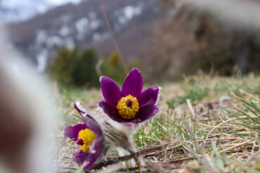 Fleurs - Névache - Printemps 2023 S.Morattel